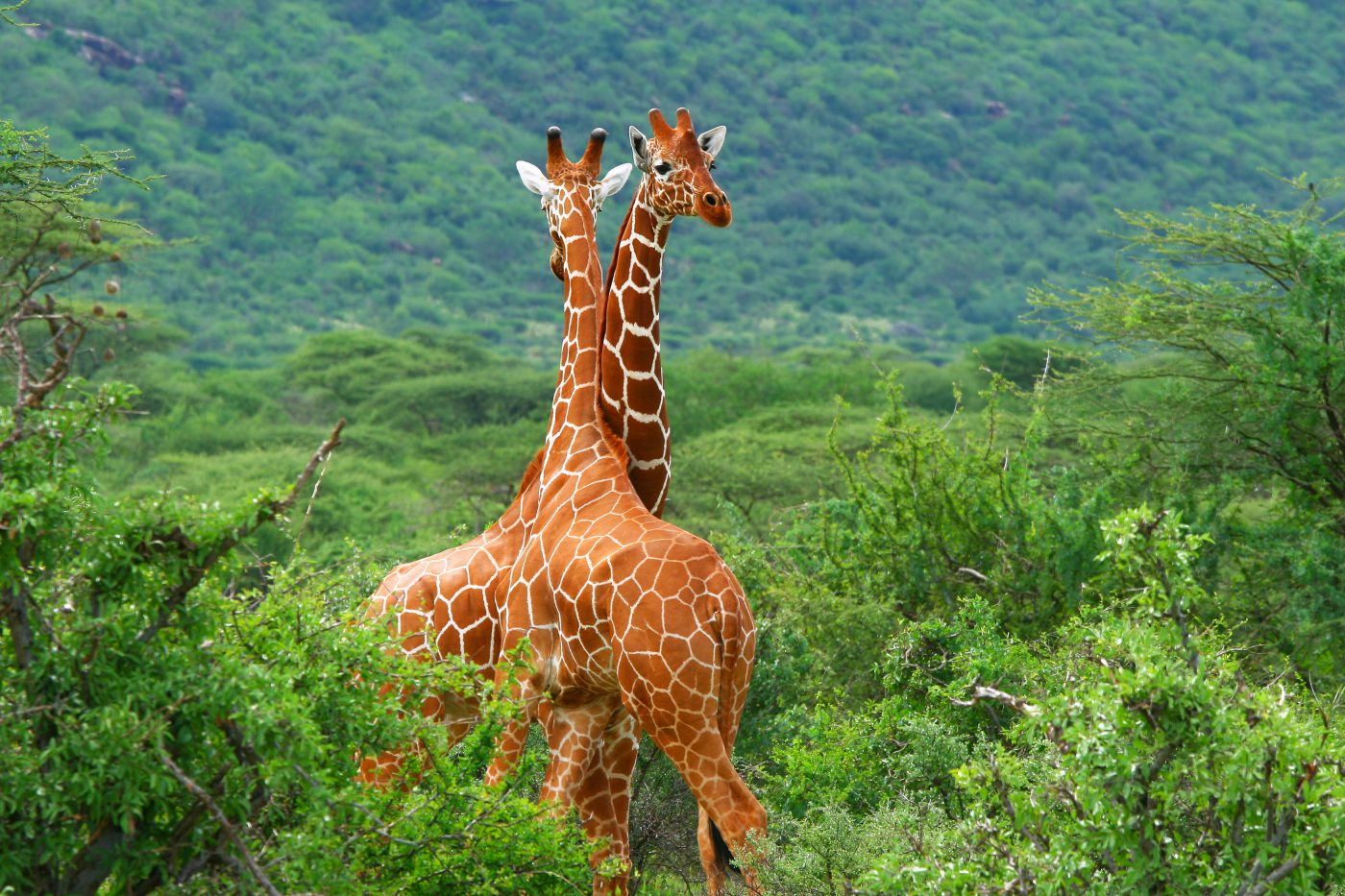 Arusha National Park
