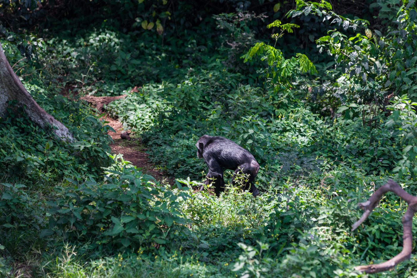 Great Ape Safari