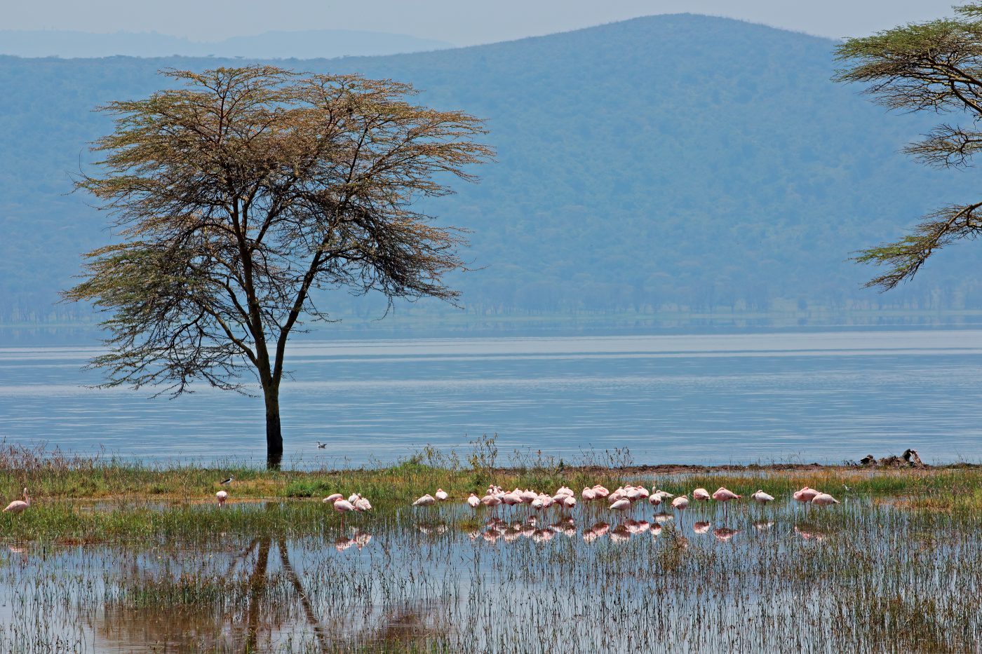Kenya / Tanzania Safari