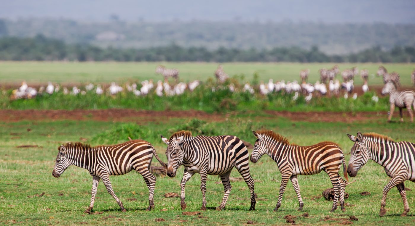 Mount Kenya Trek