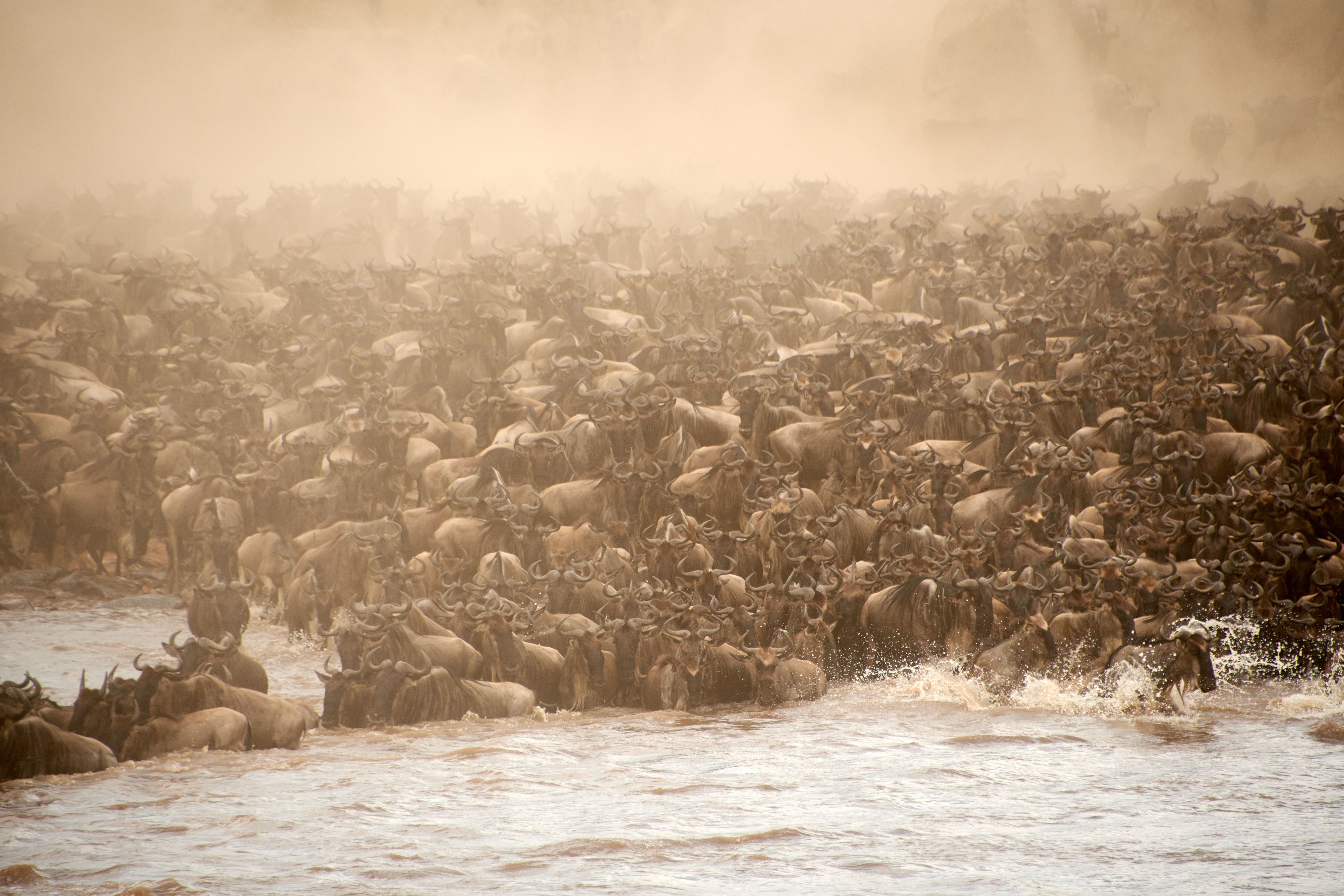 Tanzania Wildlife Safari